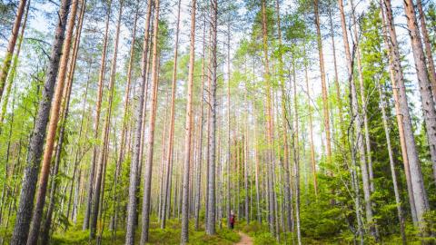 Ihminen kävelee metsäpolkua mäntymetsässä
