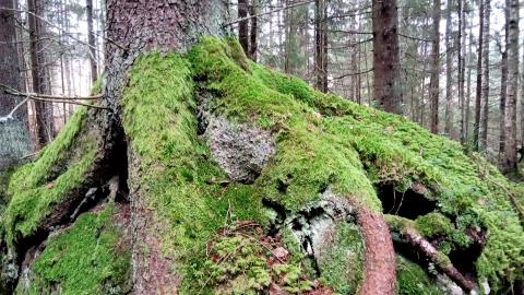 Maraskuun metsän ja sammalta.