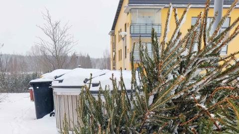 Joulukuusi jäteastioiden sivustalla.