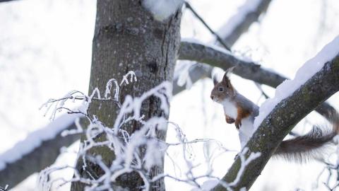 Orava puussa, jossa om lunta oksilla.