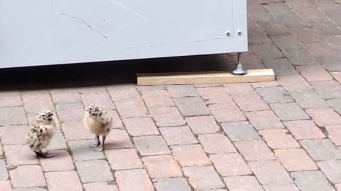 Kaksi pientä kalalokin poikasta Frenckellin sisäpihalla.