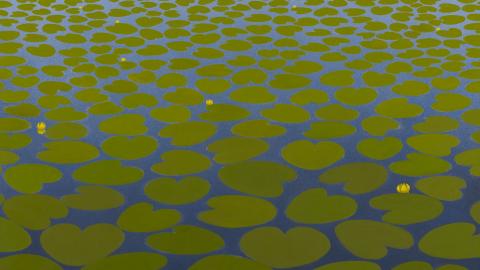 Detail of a painting in which grass-green linden leaves fill the entire surface of the sea, becoming smaller and smaller until they reach the horizon. The leaves are interspersed with sparse yellow snowdrops, under which the dark blue water glistens.