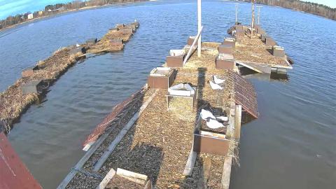 Lokkeja kelluvilla pesälautoilla Iidesjärvellä.