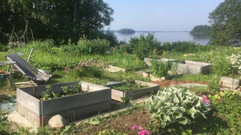 A beautiful summer morning by the lake on the annual plot.
