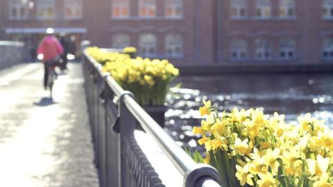 Narsissit ja pyöräilijä kevätauringossa Patosillalla.