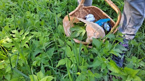 Wild vegetables growing and in the basket. 
