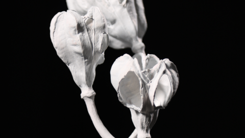 A visual art piece that forms a blossom.