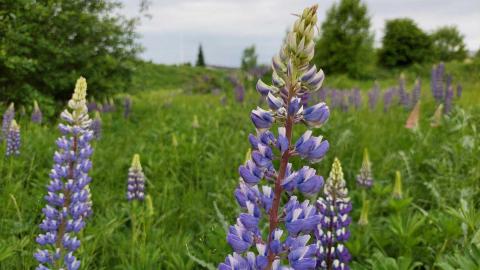 Sinisiä lupiineja joutomaalla.