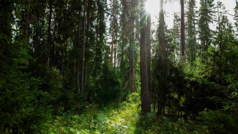 Aurinko valaisee kuusimetsää.