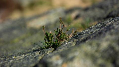 Kasvi kiviseinän pinnalla.