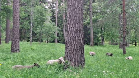 Lampaita Piikahaassa puiden katveessa.
