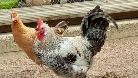 Mustavalkoinen kukko ja punaruskea kana Sorsapuiston lintulassa.