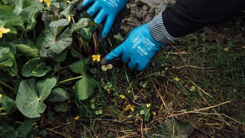 Talkoilija kitkee pieniä jättipalsamin taimia.