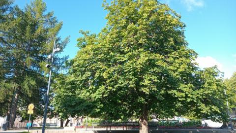 Kookas hevoskastanja Laikunlavan vierellä.