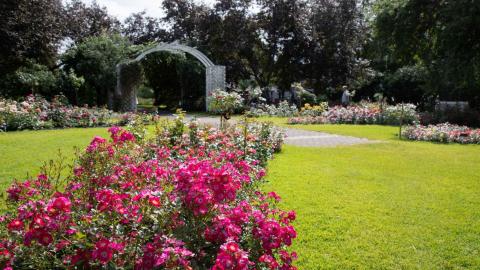 Punaisia ruusuja ruusutarhassa.