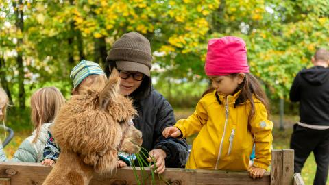 Children with an adult by the lama enclosure.
