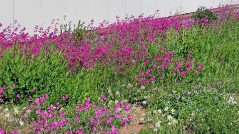 Punaisia ja valkoisia kukkia niityllä.