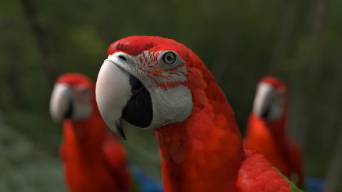 Havainnekuva papukaijasta. 