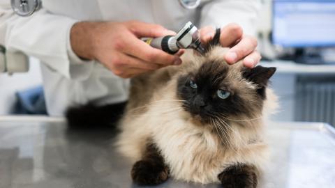 The vet examines a cat's ear.