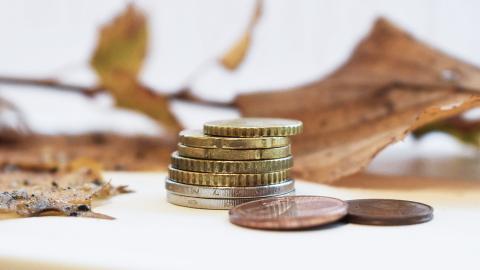 Kolikoita pinossa. Takana lehtiä ja oksa.