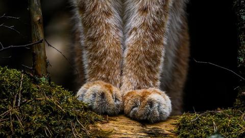 Ilveksen pörröiset etutassut.