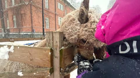 Alpacas in Hiedanranta during a winter event.