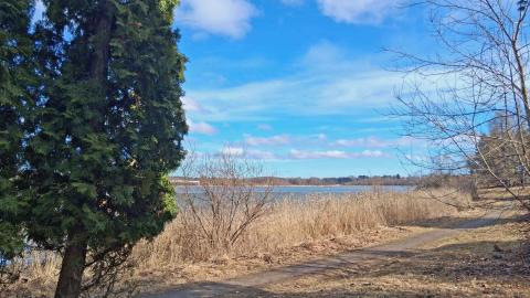 Iidesjärven rantareittiä maaliskuussa, etualalla tuija.