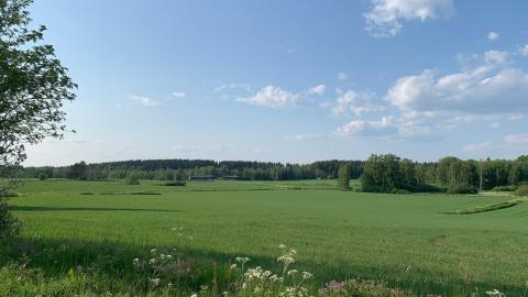 Vihreä avara peltomaisema Nurmin alueelta ja sininen taivas yllä.