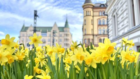 The daffodils at Central Square.