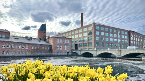 Kaiteessa on kiinni narsissilaatikko. Taustalla Frenckellin ja Siperian punatiiliset rakennukset.