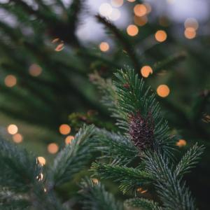 Kuusenoksia, joilla on kausivaloja. 