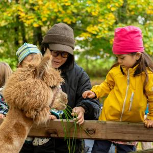 Children with an adult by the lama enclosure.