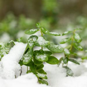 Lingonberry bushes in a snowy forest.