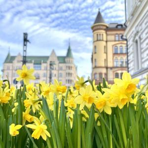 The daffodils at Central Square.