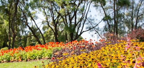Flowers in Arboretum.