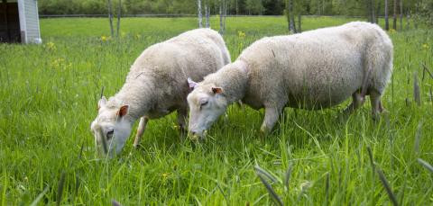 Two sheep eating grass.