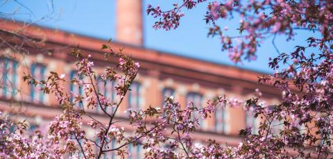 Kirsikkapuut ja punatiilinen rakennus niiden takana.