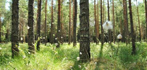 Kuvassa kasveja ja puita Kintulammin luonnonsuojelualueelta.