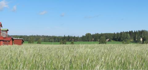 Peltoa ja taustalla metsää. Pellolla puimala.