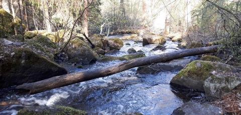 Virtaava Pärrinkoski keväällä.