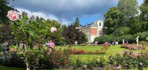 Ruusuja ja kävijöitä arboretumin ruusutarhassa.