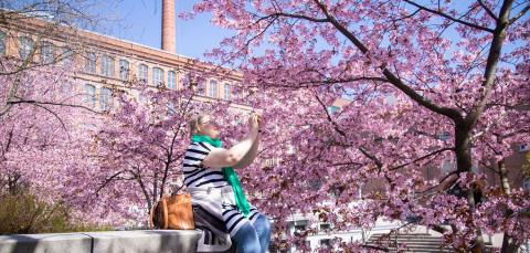 Nainen istuu Frenckellinaukiolla kuvaamassa kukkivia kirsikkapuita.