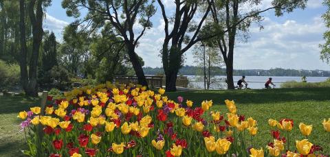 Tulppaanit kukkivat värikkäinä etualalla, taka-alalla isot puut lehdessä, pyöräilijöitä ja järvi häämöttää.