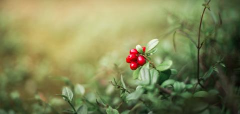 lingonberry on a sunset