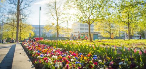 Kukat kevätauringossa puistossa.