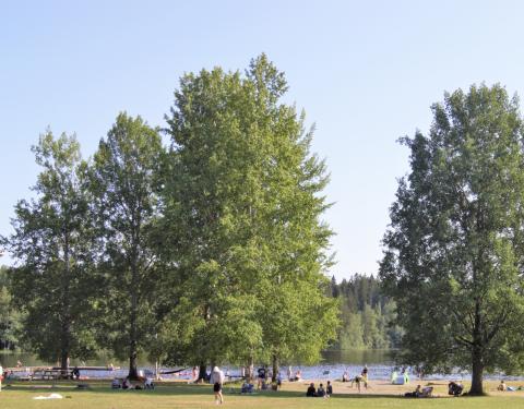 Peltolammin uimaranta