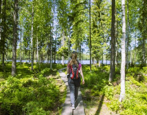 Two hikers and a dog walking along the ducboards in Koukkujärvi in summer.
