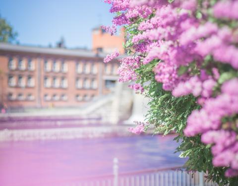 Kesäistä Tammerkoskea kehystävät kukkivat puut.