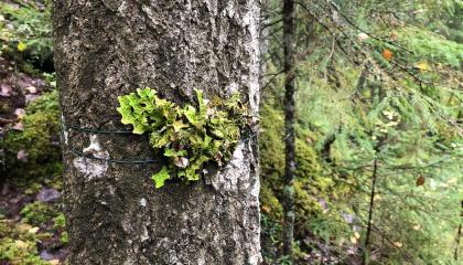 Raidankeuhkojäkälä kasvaa puun rungossa.