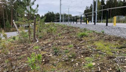 Ratikkapysäkin viereen on tuotu metsänpohjaa.